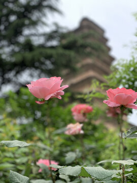 花花草草