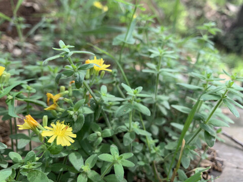 花花草草