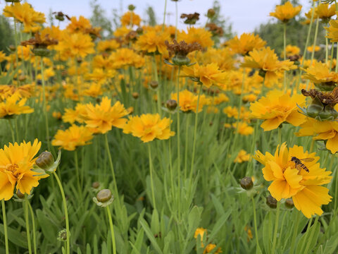 花花草草