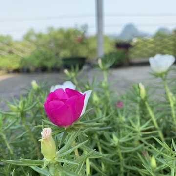 花花草草