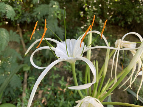 花花草草