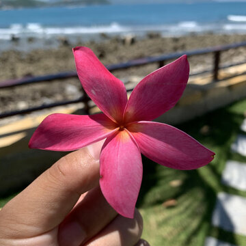 花花草草