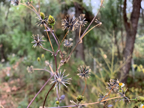 花花草草