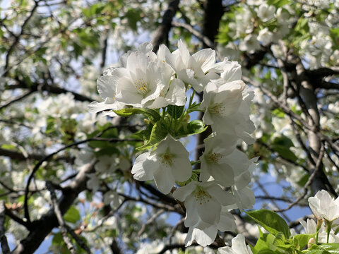 花花草草