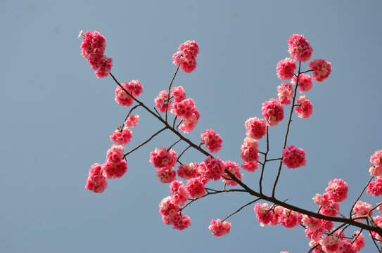 花花草草