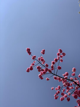 花花草草