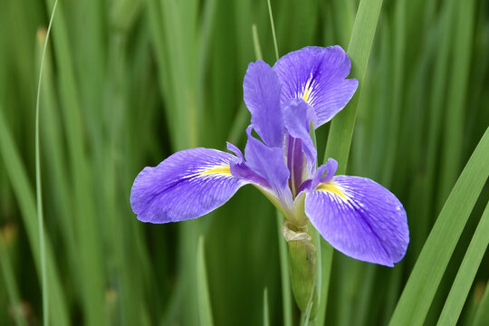 花花草草