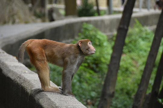 黔灵山庐山的猕猴黄山短尾猴