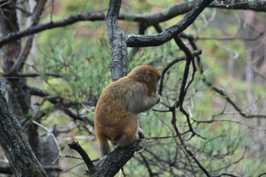 黔灵山庐山的猴黄山短尾猴