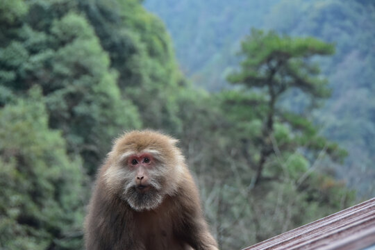 黄山短尾猴