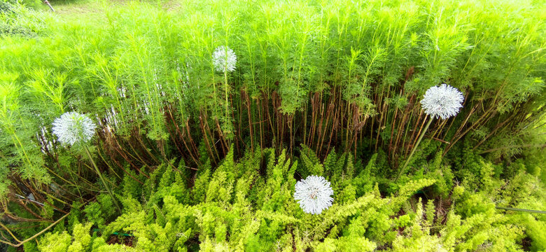 景观植物布景