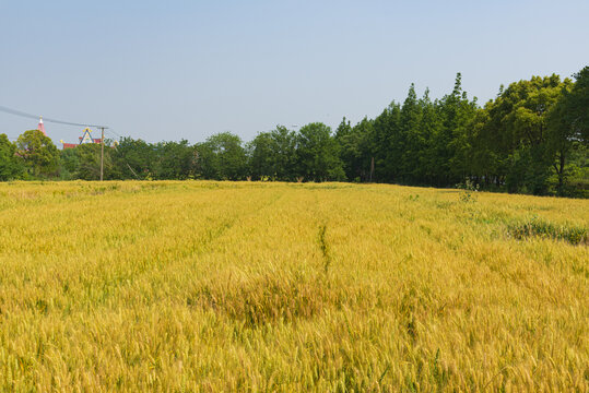 麦田