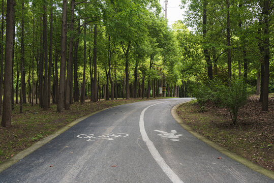 树林道路