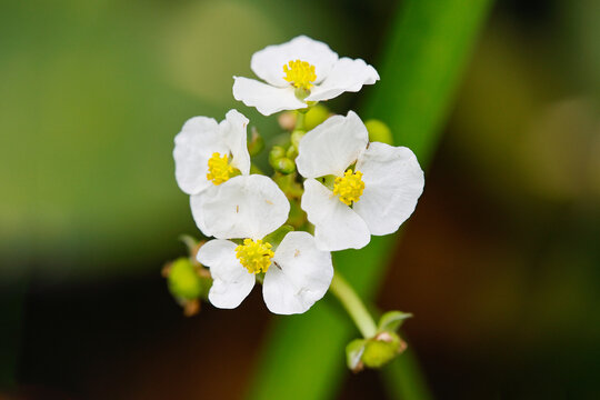 茨菇花