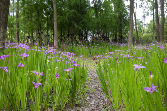 鲜花树林背景