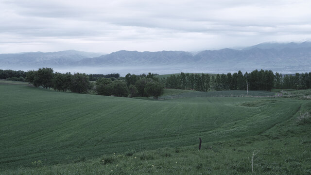 田野