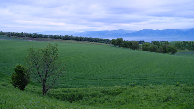 田野