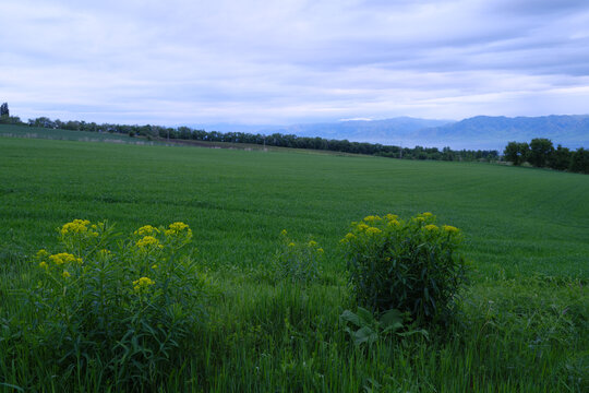 绿色田野