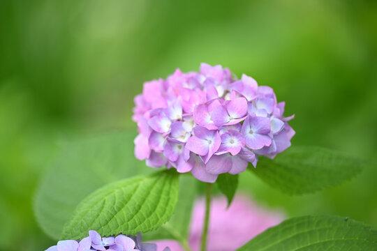 彩色绣球花