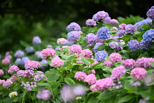 彩色绣球花