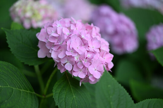 彩色的绣球花