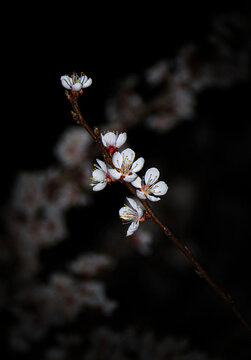 桃花特写