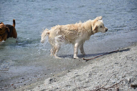 狗狗甩水