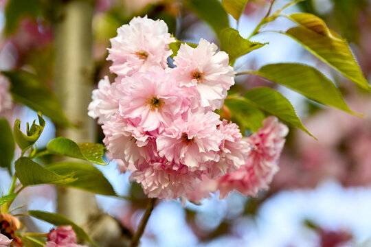 櫻花