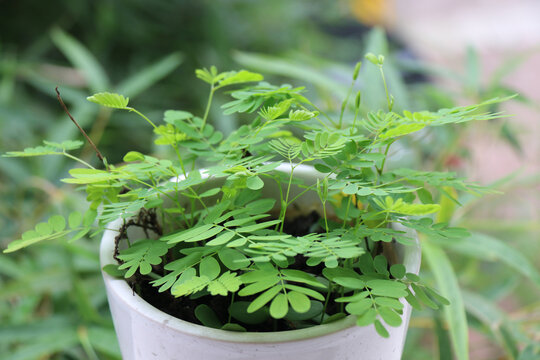 含羞草植物感应草害羞草