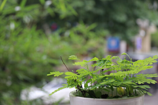 含羞草植物感应草害羞草