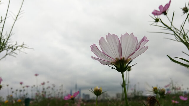 格桑花百日菊