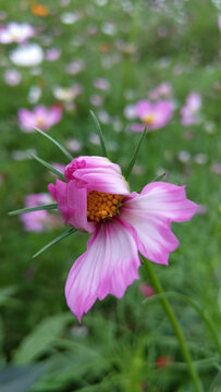 格桑花百日菊