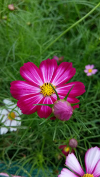 格桑花百日菊