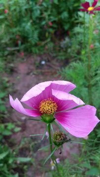 格桑花百日菊