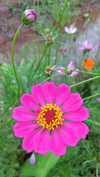 格桑花百日菊