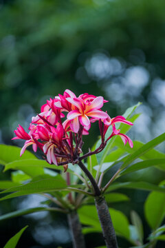 鸡蛋花