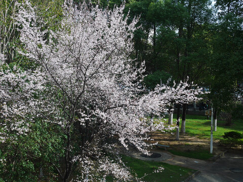 春暖花开