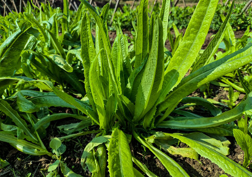 有机蔬菜油麦菜