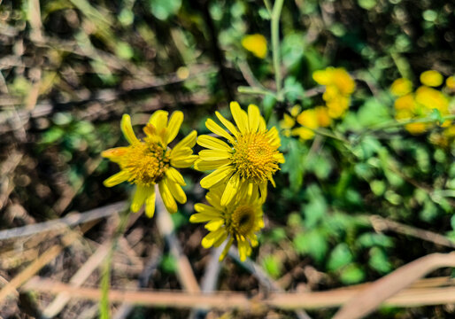 野菊花