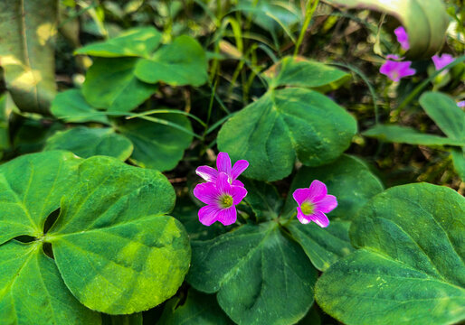 红花酢浆草