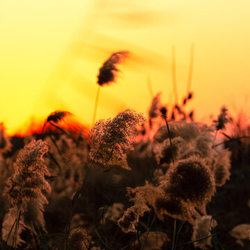 风中芦花