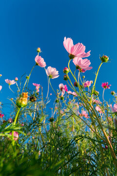 格桑花开