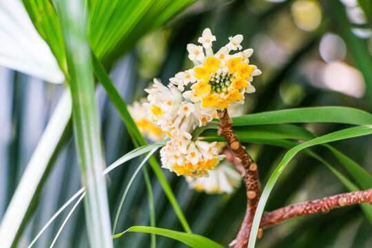 结香花并蒂蕾