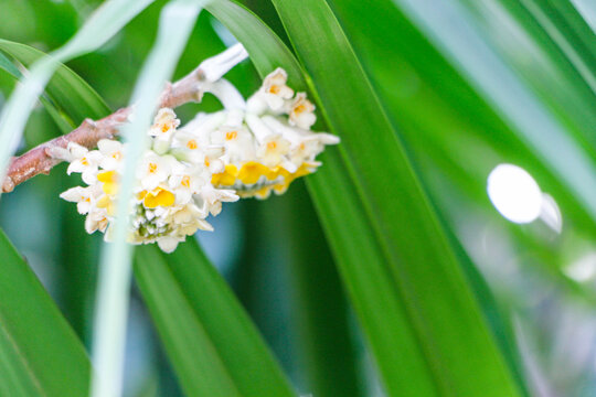 结香花特写