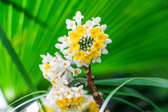 结香花花蕾特写