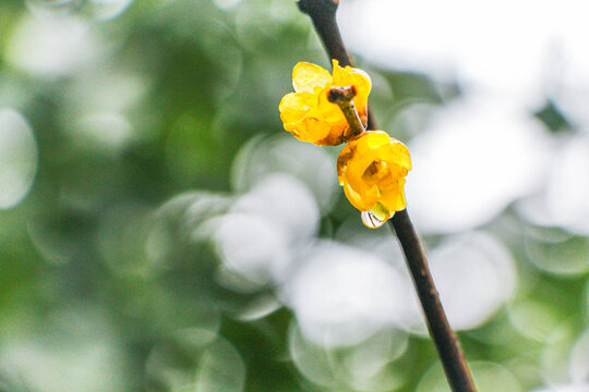 蜡梅花大光圈特写