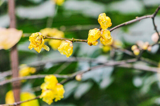 蠟梅樹蠟梅花蠟梅葉