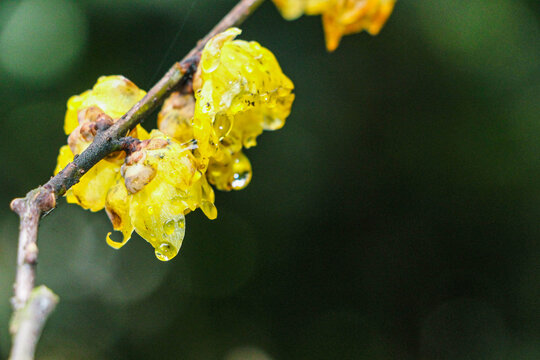 雨后腊梅花