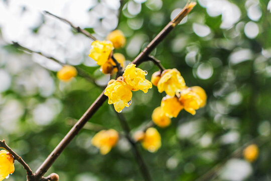 腊梅花水珠