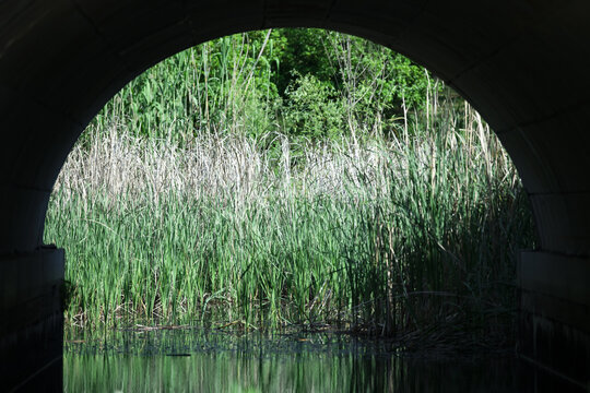 桥洞里的绿草